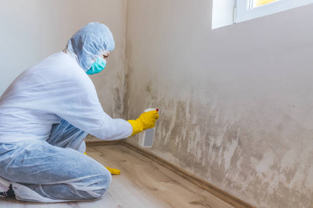 Licensed Basement Mold Remediation service in Canton, TX - 24 Hour Mold Removal